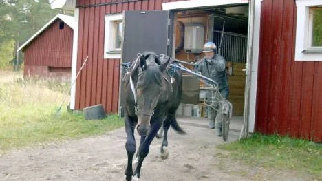 Brutus Sund och Petri Salmela ger sig iväg från stallområdet på Bränslan på en sista joggingtur innan den långa resan till Solvalla. Foto: ANDERS HJORTENKLEV