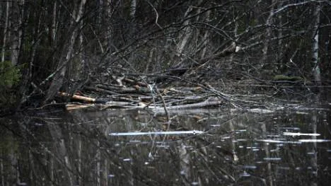 Bäverns hydda ligger vid en mindre pöl i träskområdet. Den är gjord av mindre trädstammar, grenar, grankvistar och slam.FOTO: Pär Bäckström