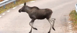 Flera älgolyckor i Rimforsa