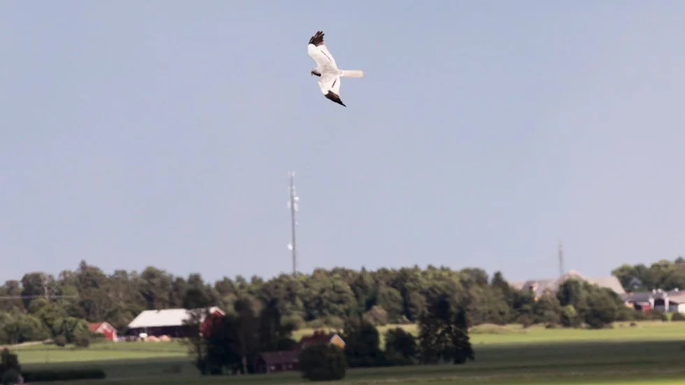 Starkt hotad. En ängshökshane spelflyger någonstans på östgötaslätten.