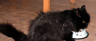 Ägare sökes till utmärglad katt