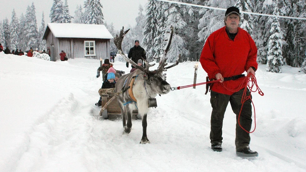 På kort tid har två dragrenar försvunnit från hagen i Svanstein. Nu utlyser Lars Anttila en belöning på 10 000 kronor för den som kan avslöja tjuven.FOTO: linda danhall