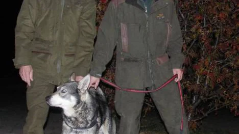 Klockan fem på lördagmorgon är domare Göran Johansson och hundförare Kurt Johansson på väg ut i skogarna kring Ullatti och på söndagen koras jämthunden Nojje till Norbottens bästa älghund.                                      FOTO: Marie Ridderström