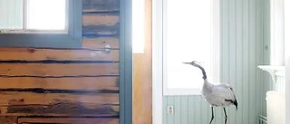 Emma är äntligen hemma