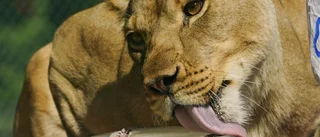 Lejon dödade man på zoo