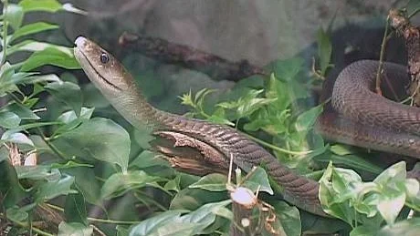Bor du kanske granne med en svart mamba?Foto: Scanpix