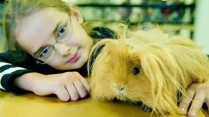 Håret bara växer. Emma Bring, 11 år, har marsvinsutställningar som hobby. Här med marsvinet "Jack in the box" som är av rasen Lunkarya. Det är en svensk marsvinsras med långt hår som aldrig slutar att växa. Foto: Leif R Jansson/Scanpix