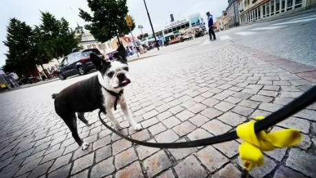 Bostonterriern Toby hälsar gärna på alla han möter, säger husse Jan Fredrik Kindstrand. Här har vi knutit på ett gult band för att illustrera hur det kan se ut.Foto: Ola Axman