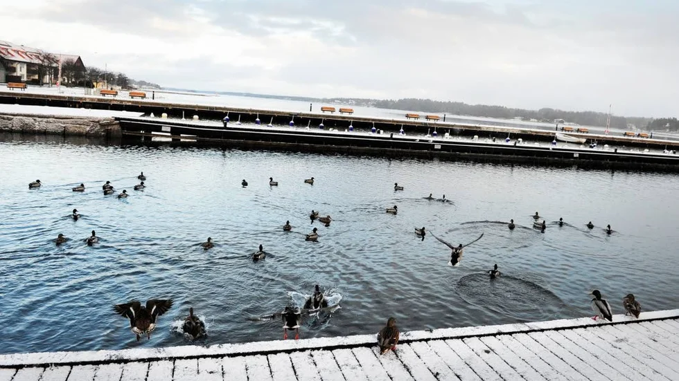 Snö. Fredag-lördag ska det snöa i över ett dygn. Men temperaturen håller sig strax över noll så snön sjunker ihop.
