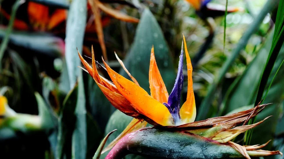 Papegojblommor och andra växter finns i badlandet