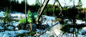 Dispenser och bra väder har gynnat skogsbruket