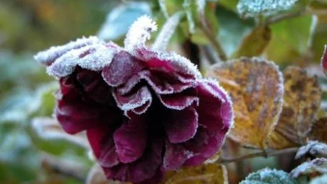Inte förrän den första frosten har snuddat vid växterna är det dags att ta in de krukor med växter som inte klarar sig utomhus under vintertid.Foto: Stefan Gustavsson/Scanpix