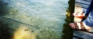 Risk för mer giftalger