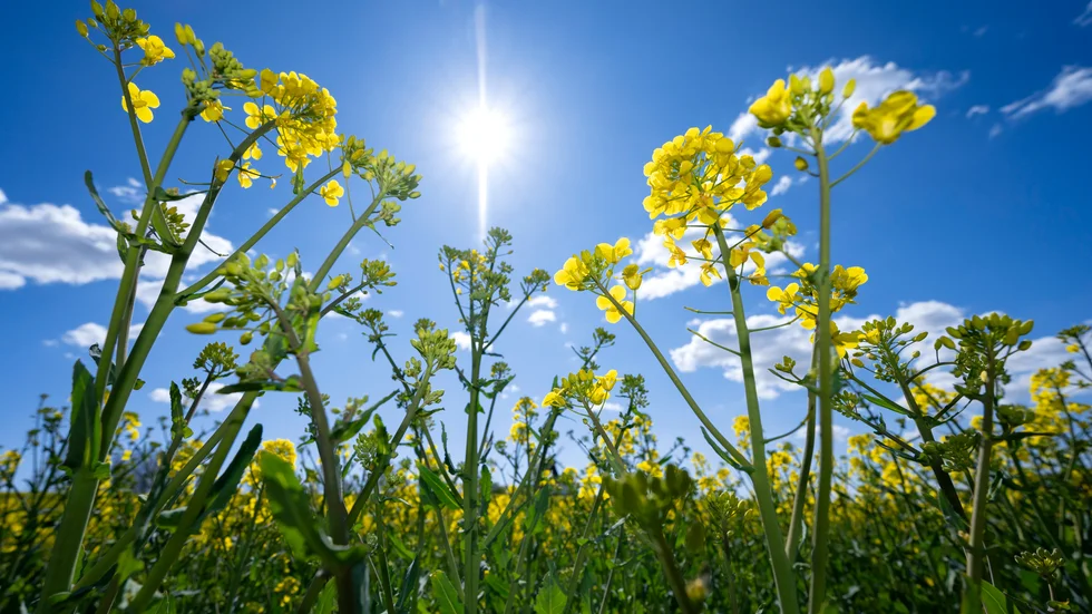 I två dagar kan det bli temperaturer som är över det normala, sedan återgår vädret till sin ostadiga karaktär.