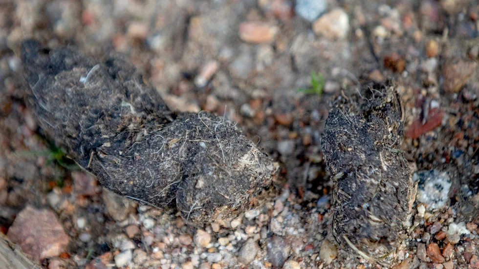 Får man tag på vargspillning från vargen som passerade Enköping kan det vara möjligt att ta reda på var den kommer ifrån. På skandobs.se kan man se de aktuella rovdjursobservationerna och bilder.