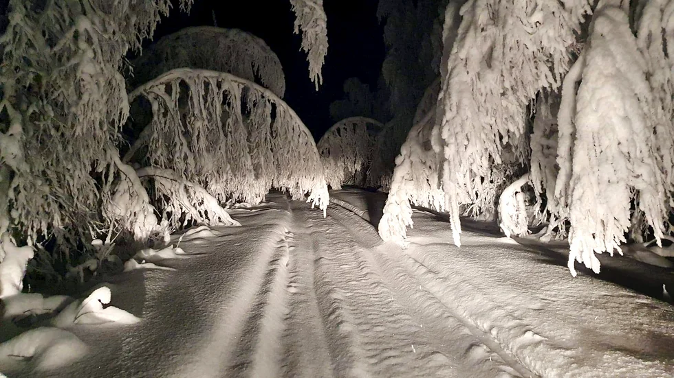 Träden vid Lyckoträskvägen i Koler är snötyngda.