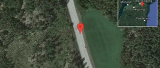 Djur på vägen
