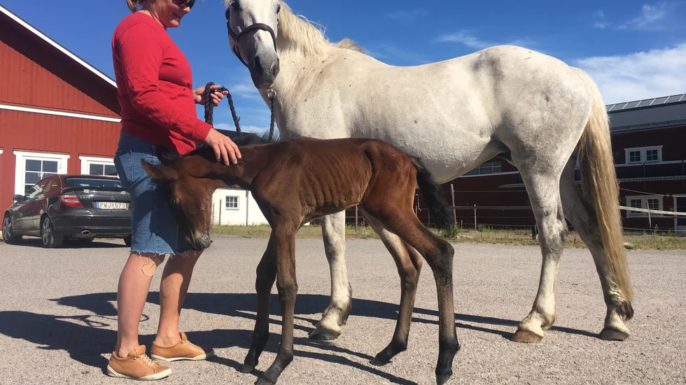 Trots att mamman stötte ifrån sig fölet till en början har relationen förbättrats med tiden. Enligt Karin Agernäs, akademistallmästare, var fölet tanigt och svagt vid födseln.