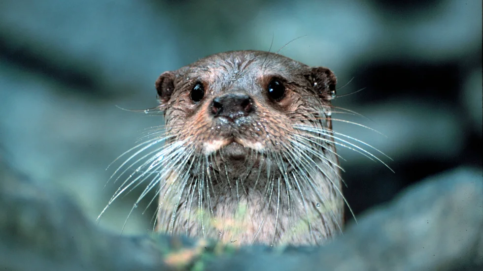 Uttrar tillhör statens vilt, och ska därför föras till Naturhistoria museet för undersökning om de påträffas döda i naturen.