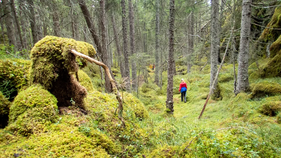 Mycket behöver göras i naturen och en hel del av det är arbetskrävande. När ekonomin ska återstartas och människor hitta nya arbeten är nya gröna jobb en självklar del av det, skriver Marco Venegas och Malin Hagerström (MP).
