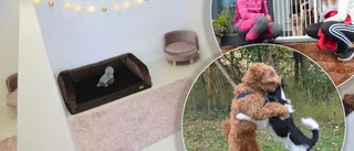 Inga hundar är ensamma på Vagnhärads nya hunddagis