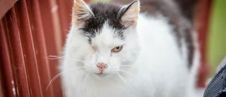Nya regler för katter – "Nu kan vi ställa krav direkt"