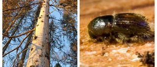 Risk för fallande träd i Vidingsjöskogen 