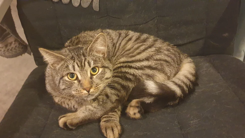 Den tigerrandiga katten Frasse är spårlöst försvunnen efter att ha hoppat in i en annan bil då husse och matte tankade i Lillpite.