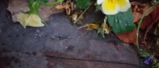 Läsarbilden; det blommar än   