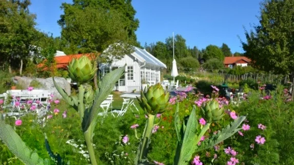 För att göra besöket så smittsäkert som möjligt kan besökarna sätta sig både i trädgården, bland odlingarna, i växthuset eller på altanen. Det kommer även gå att sitta med avstånd inne i kaféhuset.