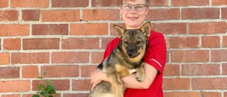Sommarfaror för hunden - här är veterinärens råd