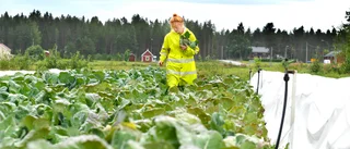 Satsar stort på grönsaker: ”Vi skördar i alla väder”