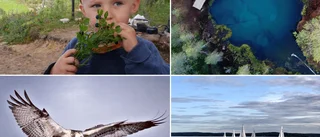 BILDEXTRA: Här är läsarnas sommarbilder från vecka 33