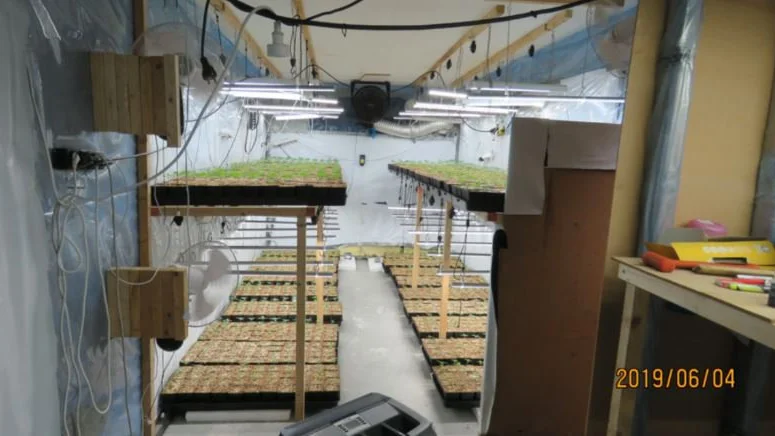 Cannabisodlandet kommer troligen öka i Sverige, enligt narkotikapolisen Lennart Karlsson. På bilden den odling som upptäcktes i januari i år, den enskilt största odlingen i Sverige.