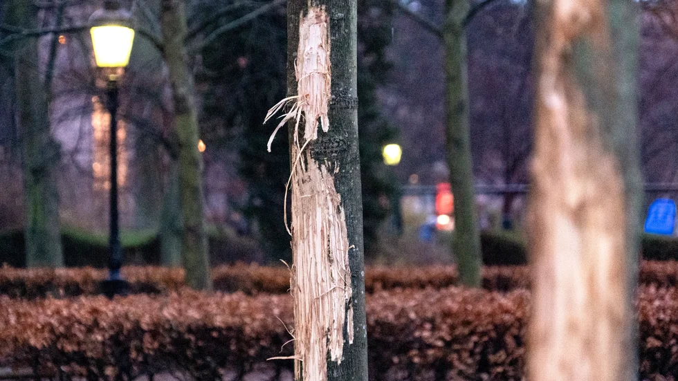 Vandaliserade träd utanför Stadsbiblioteket i Malmö i slutet på december.