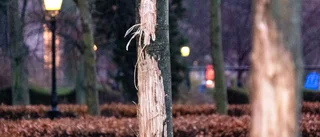 Trädvandal härjar i Malmö