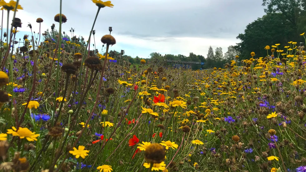 Gräsmattan vid motorvägen i höjd med Ramdalsbadet har de senaste åren omvandlats till en blomsteräng. Men det visade sig inte vara det lättaste.
