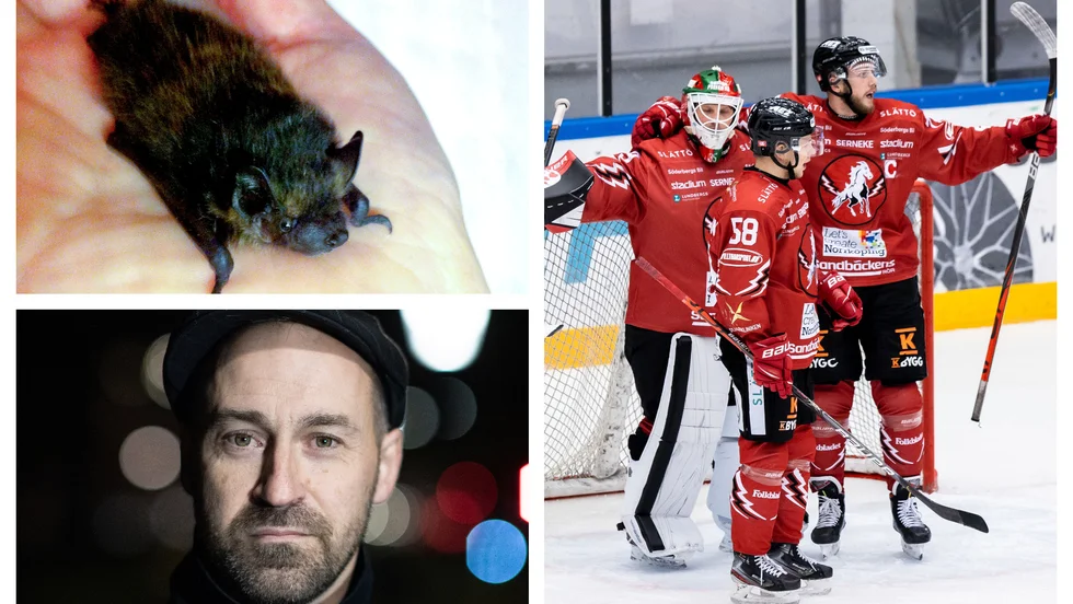 Kommer fladdermusen att dyka upp även under Vita Hästens nästa hemmamatch? Den som lever får se.