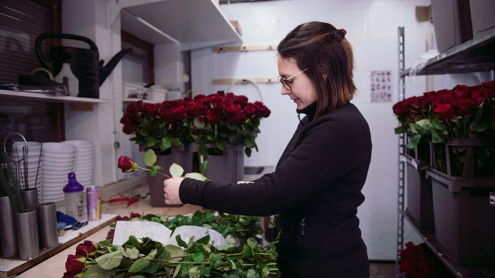 Annalinn Lindgren på Bellis blomsterhandel packar upp de 1500 röda rosor som precis levererats inför alla hjärtans dag. 