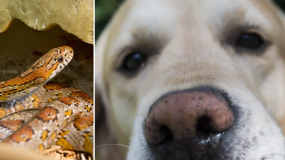 Djuren vanvårdades av en man bosatt i Katrineholms kommun. Ormen och hunden på bilderna är inte de djur som omhändertogs. 