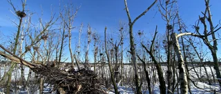 Skarvjakt kan dröja till slutet av sommaren