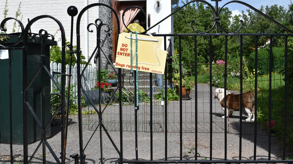 Hunden Krusidulla har lyckats rymma från mattes tomt trots två uppsättningar staket.