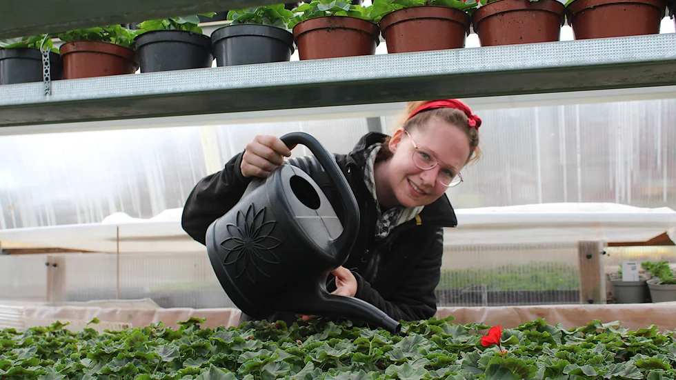 Ellen Olovsson ger pelargonerna lite vatten. Nu ska de växa sig fina till utplanteringssäsongen.