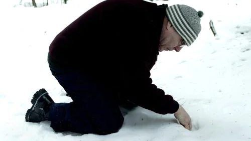 Rovdjursexperten Sven-Olof Löfgren från Ljungsbro konstaterar att djurspåren strax norr om Tjällmo inte kommer från vargar utan från vildsvin.