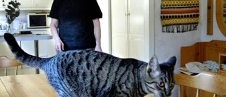 Kallt som bara katten i Horn
