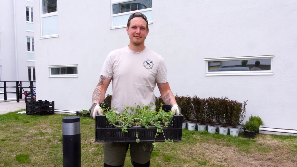 Efter att ägnat många timmar åt att planera den nya trädgården är Manne Ek nu redo för att få ned plantorna i jorden 