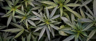 Varför så viktigt att legalisera cannabis?