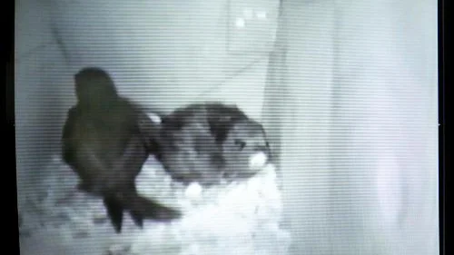 Videokameran registrerar allt som händer i tornseglarnas holk. Här är båda fåglarna inne.