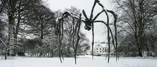 En giftigt  attraktiv spindel