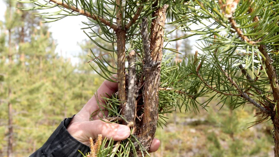 Målet att sju av tio tallplantor ska vara oskadda fram till att de når en betesfri höjd på fem meter nås inte. (arkivbild)